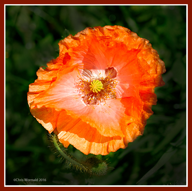 natform-orange poppy1